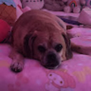 Meet your Posher, Lilya